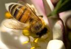 Użądlenie pszczoły