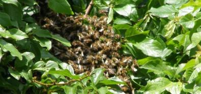 Pszczoły 