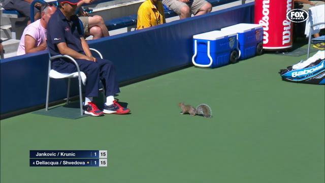 Wiewiórka zakłóciła mecz na US Open