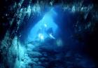 Alex Mustard - Nurkowanie - fotografia podwodna - Islandia