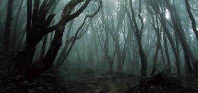 Nocne wyprawy do lasu - co prawdziwy twardziel powinien ze sobą wziąć?