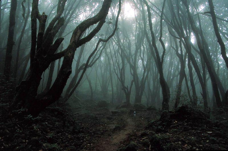 Nocne wyprawy do lasu - co prawdziwy twardziel powinien ze sobą wziąć?
