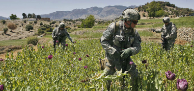 NATO nie radzi sobie z opium w Afganistanie