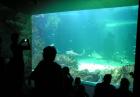 Sydney Aquarium