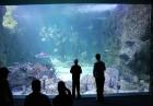 Sydney Aquarium - wielkie, podwodne muzeum