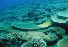 Wielka Rafa Koralowa w Australii