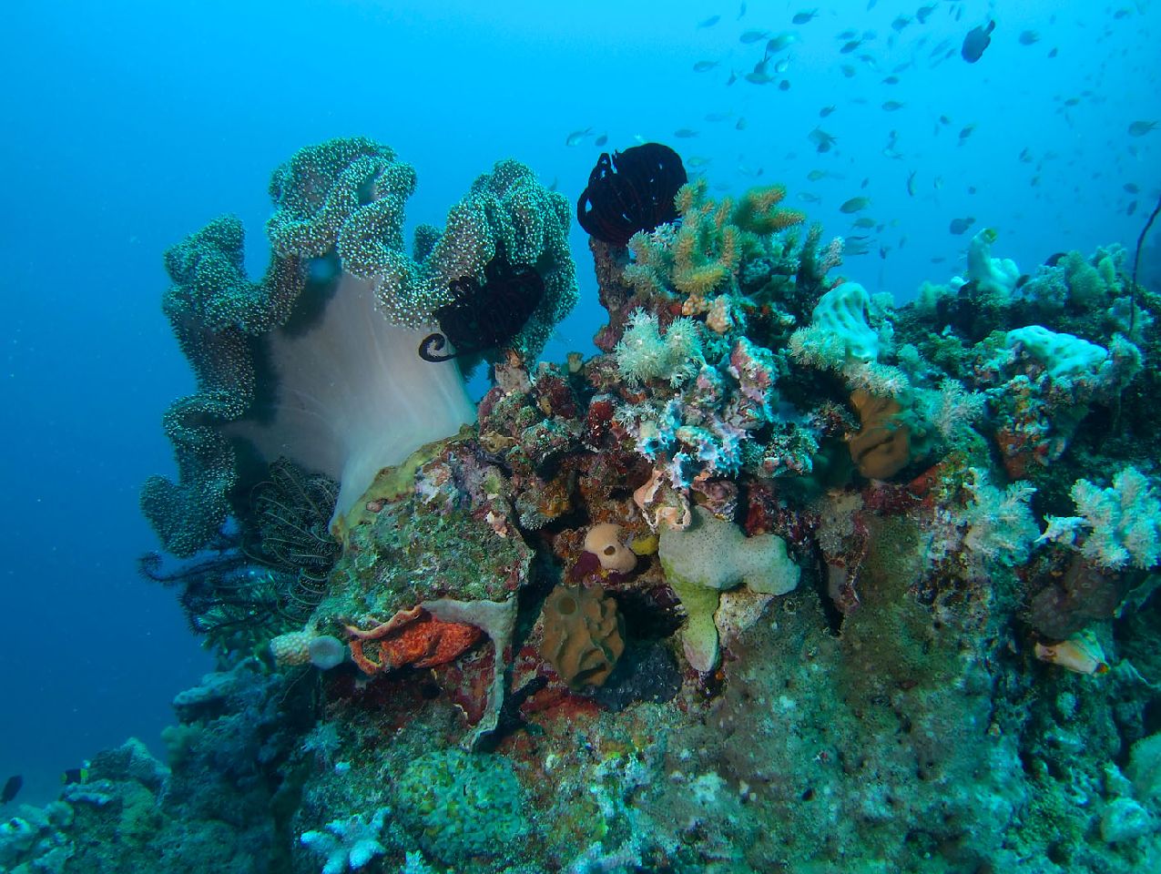 Wielka Rafa Koralowa w Australii