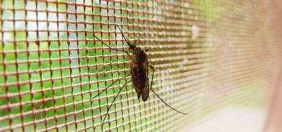 Sposoby walki z komarami - poradnik