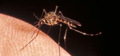 Sposoby walki z komarami - poradnik