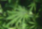 USA: Marihuana dozwolona w Kolorado